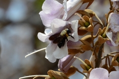 Xylocopa appendiculata
