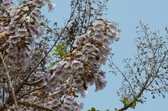 Paulownia tomentosa
