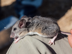 Peromyscus truei