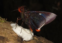 Thracides cleanthes