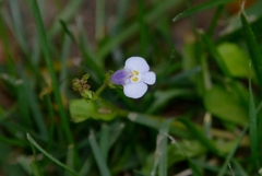 Mazus pumilus