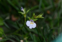 Mazus pumilus