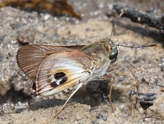 Tirynthoides lotana