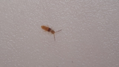 Entomobrya nigrocincta