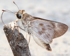 Tirynthoides virilis