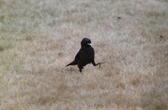 Acridotheres cristatellus