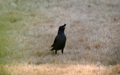 Acridotheres cristatellus