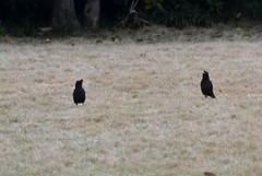 Acridotheres cristatellus