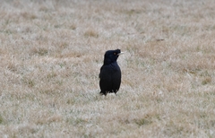 Acridotheres cristatellus