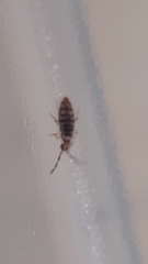 Entomobrya nigrocincta