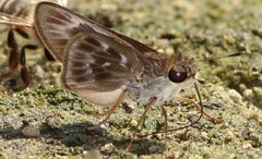 Tirynthoides virilis