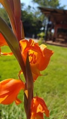 Gladiolus dalenii image