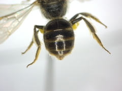 Evylaeus