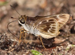 Tirynthoides virilis