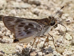 Tirynthoides virilis