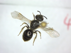 Lasioglossum laticeps