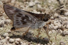 Tirynthoides virilis