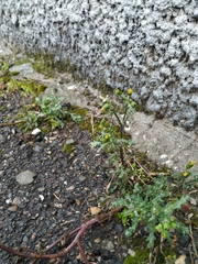 Senecio vulgaris