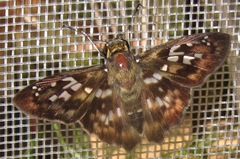 Udranomia kikkawai