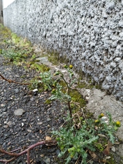 Senecio vulgaris