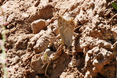 Hipparchia parisatis