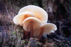Collybia eucalyptorum