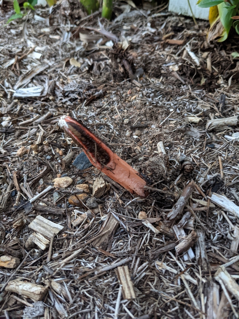 lantern stinkhorn in April 2021 by adarv · iNaturalist