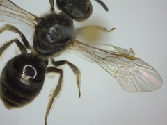 Lasioglossum laticeps