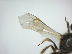 Lasioglossum laticeps