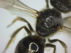 Lasioglossum laticeps