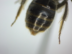 Lasioglossum laticeps