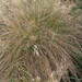 Carex tenuiculmis - Photo (c) John Barkla,  זכויות יוצרים חלקיות (CC BY), uploaded by John Barkla