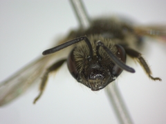 Lasioglossum laticeps