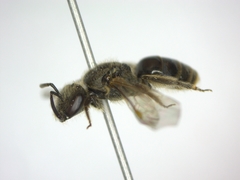 Lasioglossum laticeps