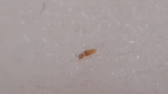 Entomobrya nigrocincta