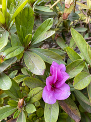 Rhododendron