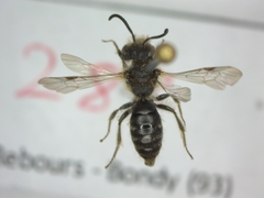 Andrena