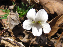 Viola chaerophylloides