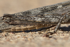 Coryphistes interioris
