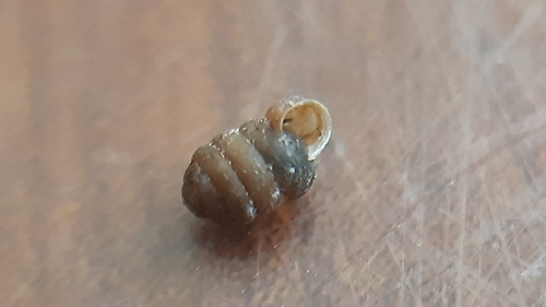 Pupilla triplicata