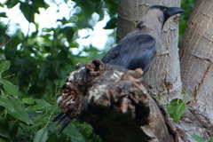 Corvus splendens