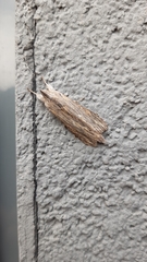 Cucullia chamomillae