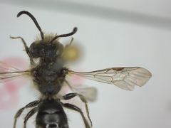 Andrena