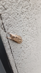 Cucullia chamomillae