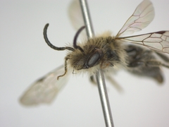 Andrena