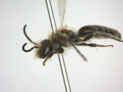 Andrena