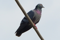 Columba livia domestica