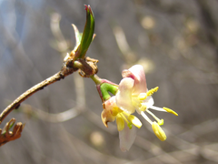 Lonicera harae