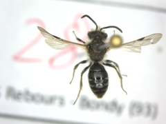 Andrena