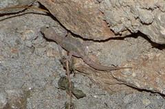 Hemidactylus gleadowi